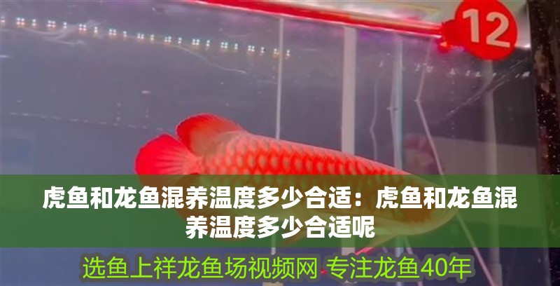 虎魚和龍魚混養溫度多少合適：虎魚和龍魚混養溫度多少合適呢