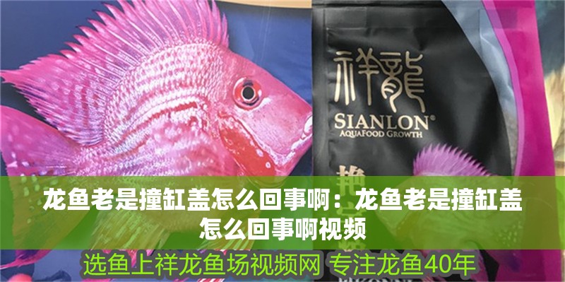 龍魚老是撞缸蓋怎么回事啊：龍魚老是撞缸蓋怎么回事啊視頻