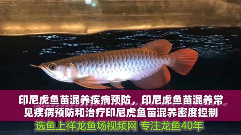 印尼虎魚苗混養疾病預防，印尼虎魚苗混養常見疾病預防和治療印尼虎魚苗混養密度控制 印尼虎魚苗混養疾病預防，印尼虎魚苗混養常見疾病預防和治療印尼虎魚苗混養密度控制 虎魚百科 第2張
