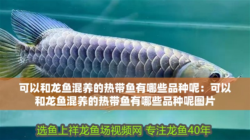 可以和龍魚混養的熱帶魚有哪些品種呢：可以和龍魚混養的熱帶魚有哪些品種呢圖片