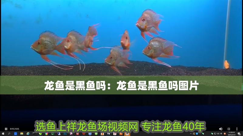 龍魚是黑魚嗎：龍魚是黑魚嗎圖片