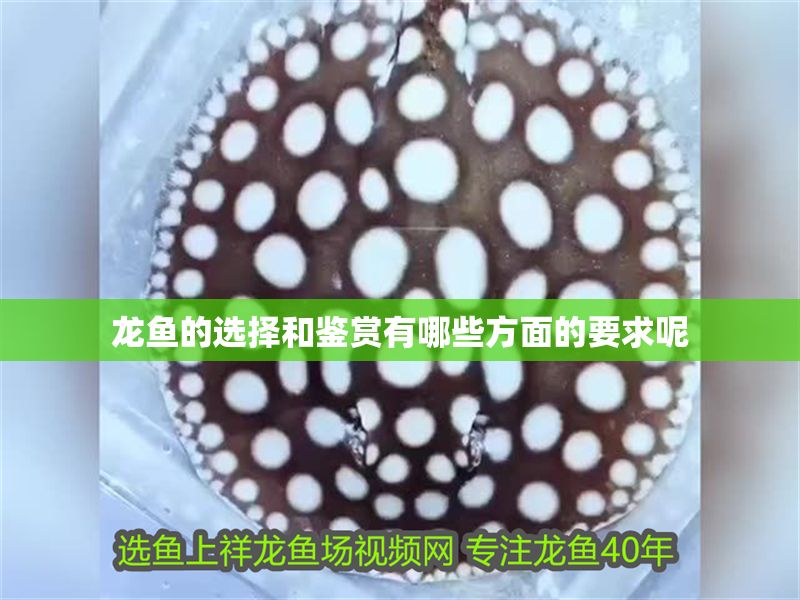 龍魚的選擇和鑒賞有哪些方面的要求呢