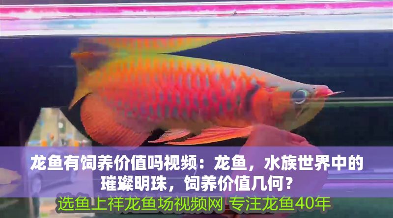 龍魚有飼養(yǎng)價值嗎視頻：龍魚，水族世界中的璀璨明珠，飼養(yǎng)價值幾何？