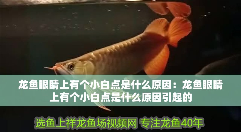 龍魚眼睛上有個小白點是什么原因：龍魚眼睛上有個小白點是什么原因引起的