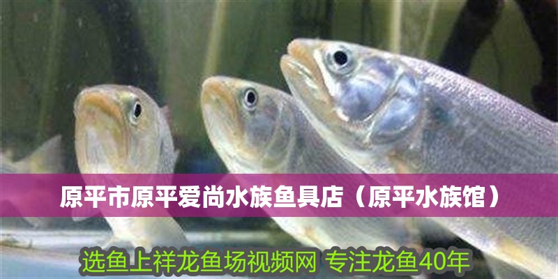 原平市原平愛(ài)尚水族魚(yú)具店（原平水族館）