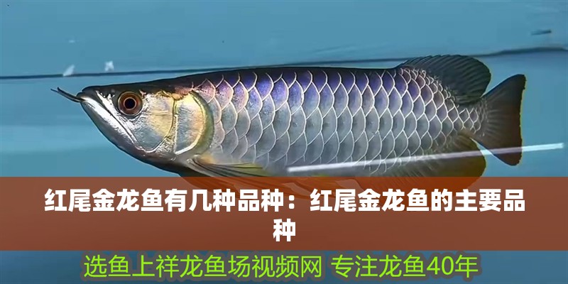 紅尾金龍魚有幾種品種：紅尾金龍魚的主要品種