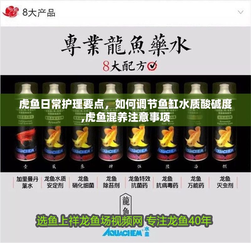 虎魚日常護理要點，如何調節魚缸水質酸堿度,虎魚混養注意事項