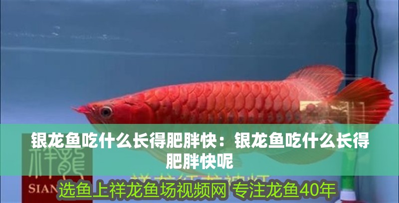 銀龍魚吃什么長得肥胖快：銀龍魚吃什么長得肥胖快呢