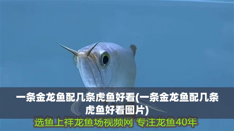 一條金龍魚配幾條虎魚好看(一條金龍魚配幾條虎魚好看圖片)