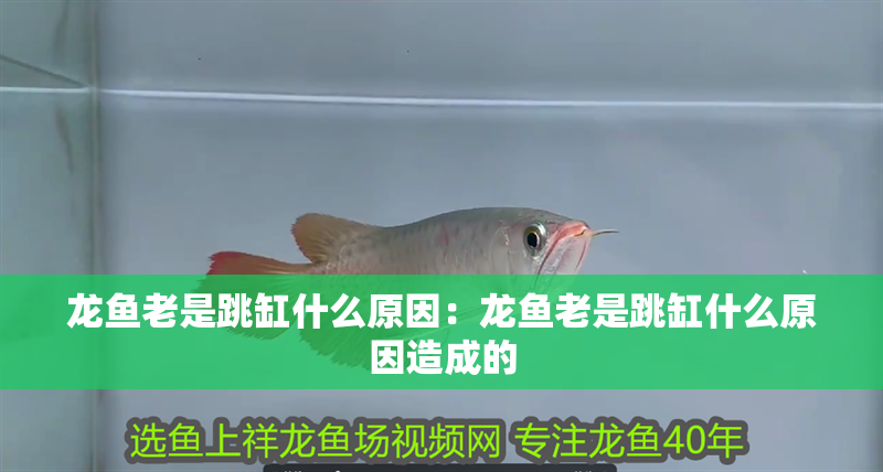 龍魚老是跳缸什么原因：龍魚老是跳缸什么原因造成的 龍魚老是跳缸什么原因：龍魚老是跳缸什么原因造成的 水族問答