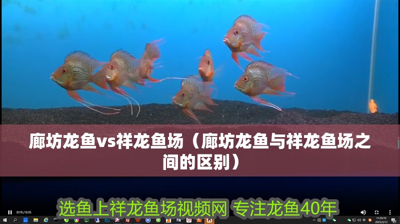 廊坊龍魚vs祥龍魚場（廊坊龍魚與祥龍魚場之間的區別）