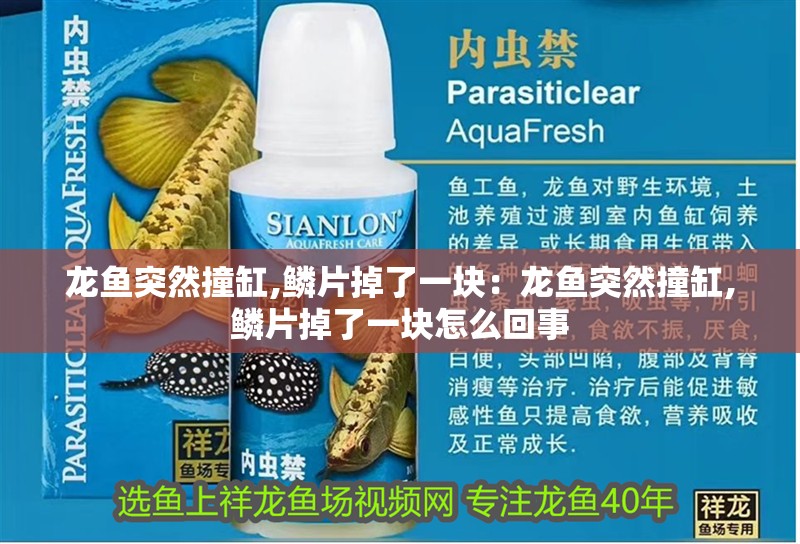 龍魚突然撞缸,鱗片掉了一塊：龍魚突然撞缸,鱗片掉了一塊怎么回事