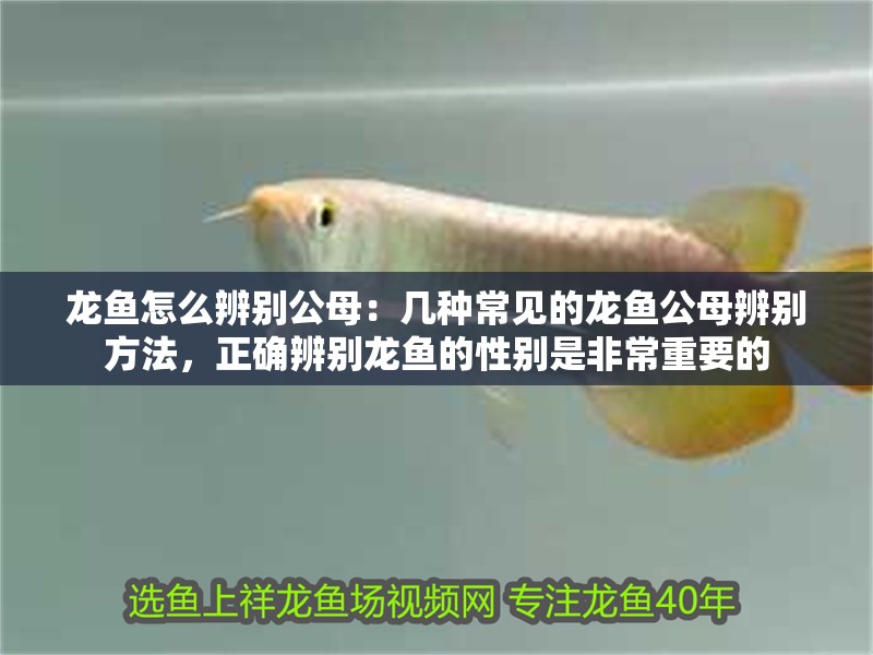 龍魚怎么辨別公母：幾種常見的龍魚公母辨別方法，正確辨別龍魚的性別是非常重要的