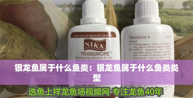 銀龍魚屬于什么魚類：銀龍魚屬于什么魚類類型