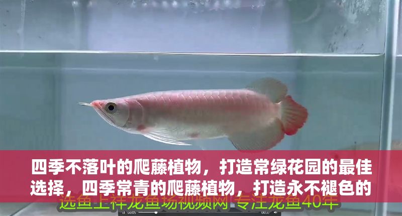 四季不落葉的爬藤植物，打造常綠花園的最佳選擇，四季常青的爬藤植物，打造永不褪色的綠意花園