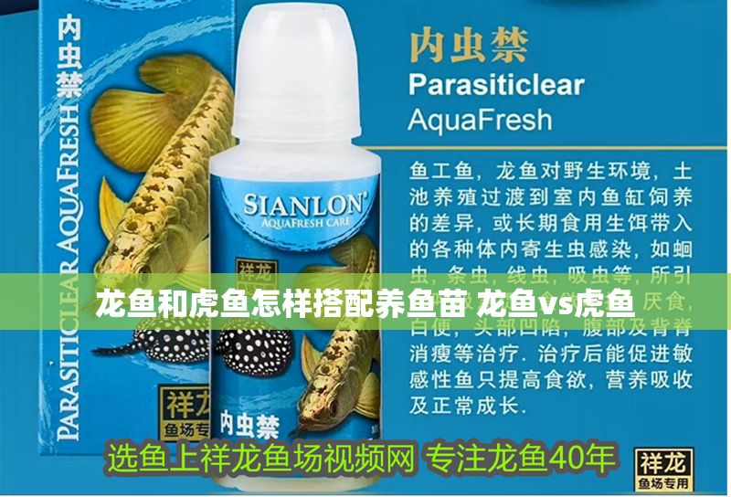 龍魚(yú)和虎魚(yú)怎樣搭配養(yǎng)魚(yú)苗 龍魚(yú)vs虎魚(yú)