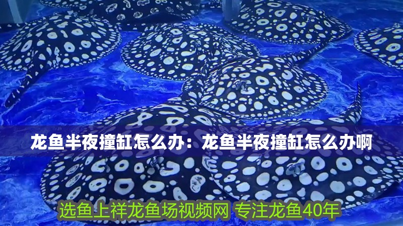 龍魚半夜撞缸怎么辦：龍魚半夜撞缸怎么辦啊