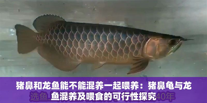 豬鼻和龍魚能不能混養一起喂養：豬鼻龜與龍魚混養及喂食的可行性探究