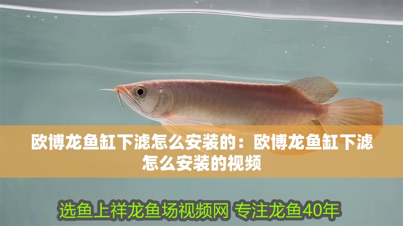 龍魚雕刻的含義和象征意義