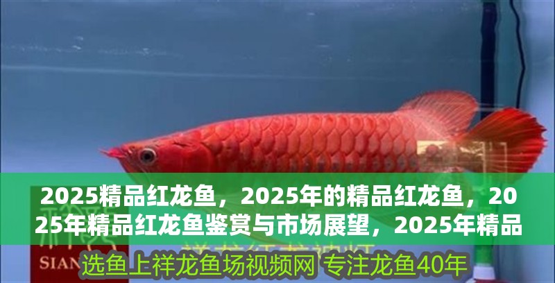 詳細閱讀:2025精品紅龍魚,2025年的精品紅龍魚,2025年精品紅龍魚鑒賞與市場展望,2025年精品紅龍魚鑒賞與市場前景分析,2025年精品紅龍魚鑒賞與市場前景分析,2025年精品紅龍魚鑒賞與市場前景分析,2025年精品紅龍魚鑒賞與市場前景分析,2025年精品紅龍魚鑒賞與市場前景分析 2025精品紅龍魚,2025年的精品紅龍魚,2025年精品紅龍魚鑒賞與市場展望,2025年精品紅龍魚鑒賞與市場前景分析,2025年精品紅龍魚鑒賞與市場前景分析,2025年精品紅龍魚鑒賞與市場前景分析,2025年精品紅龍魚鑒賞與市場前景分析,2025年精品紅龍魚鑒賞與市場前景分析