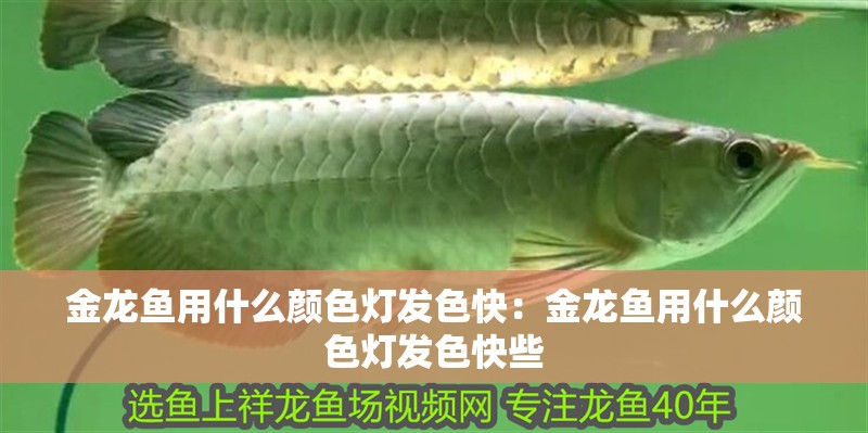 金龍魚用什么顏色燈發色快：金龍魚用什么顏色燈發色快些