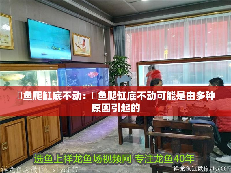 魟魚爬缸底不動:魟魚爬缸底不動可能是由多種原因引起的 魟魚百科 第2張 魟魚爬缸底不動:魟魚爬缸底不動可能是由多種原因引起的 魟魚爬缸底不動:魟魚爬缸底不動可能是由多種原因引起的 魟魚百科 第2張