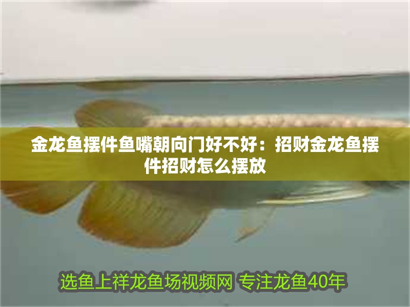 金龍魚(yú)擺件魚(yú)嘴朝向門好不好：招財(cái)金龍魚(yú)擺件招財(cái)怎么擺放