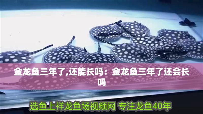 金龍魚三年了,還能長嗎：金龍魚三年了還會(huì)長嗎