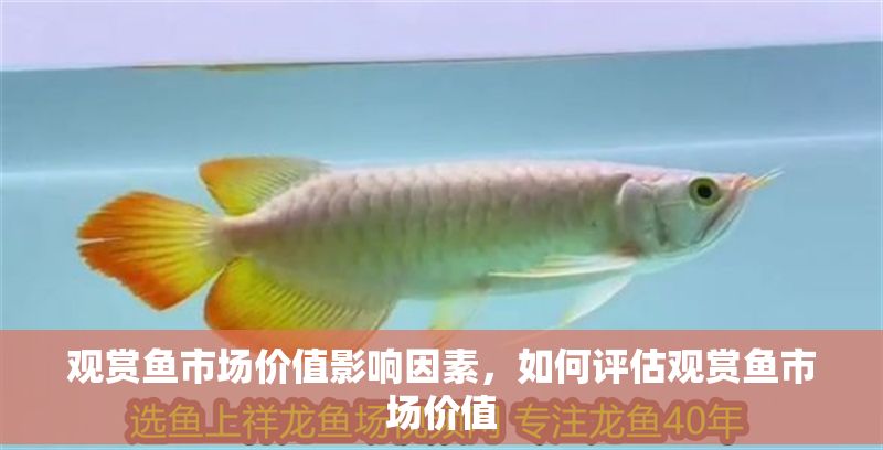 觀賞魚(yú)市場(chǎng)價(jià)值影響因素，如何評(píng)估觀賞魚(yú)市場(chǎng)價(jià)值