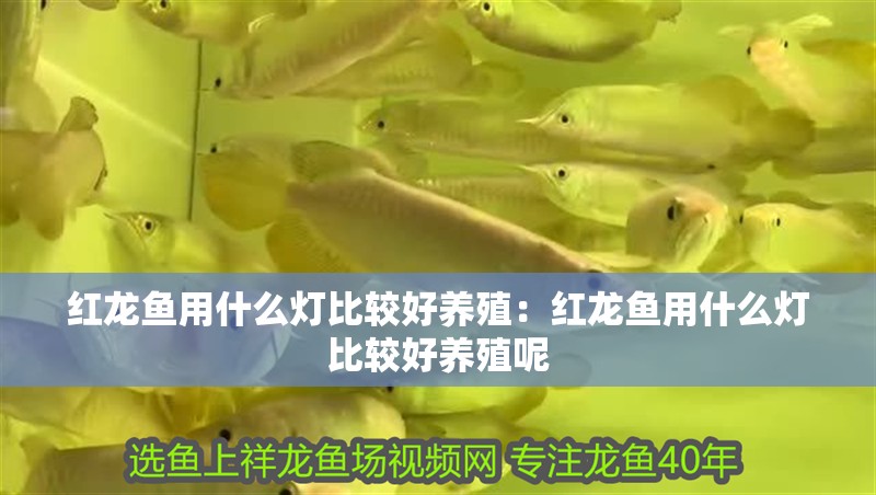 紅龍魚用什么燈比較好養殖：紅龍魚用什么燈比較好養殖呢