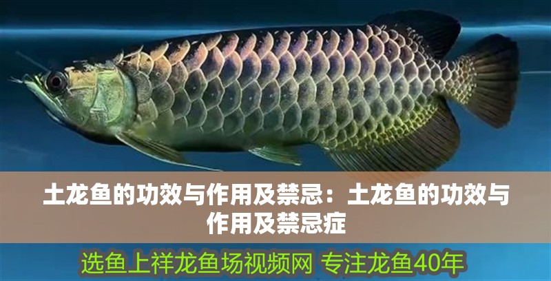 土龍魚的功效與作用及禁忌：土龍魚的功效與作用及禁忌癥