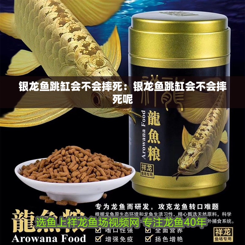 銀龍魚跳缸會(huì)不會(huì)摔死：銀龍魚跳缸會(huì)不會(huì)摔死呢