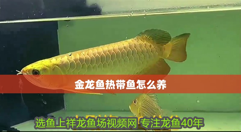 金龍魚熱帶魚怎么養 金龍魚熱帶魚怎么養 龍魚百科 第2張