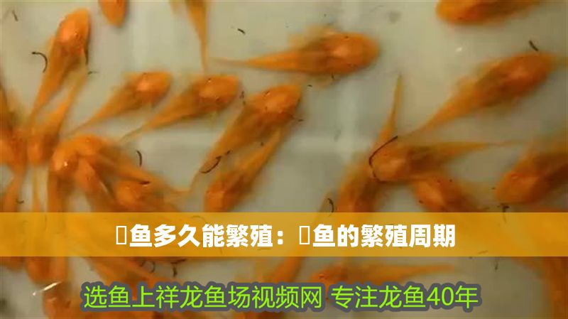 魟魚多久能繁殖：魟魚的繁殖周期