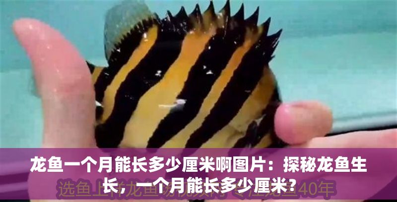龍魚一個月能長多少厘米啊圖片：探秘龍魚生長，一個月能長多少厘米？