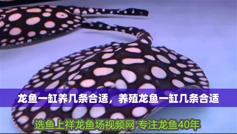 龍魚一缸養幾條合適,養殖龍魚一缸幾條合適 虎魚百科 第2張 龍魚一缸養幾條合適,養殖龍魚一缸幾條合適 龍魚一缸養幾條合適,養殖龍魚一缸幾條合適 虎魚百科 第2張