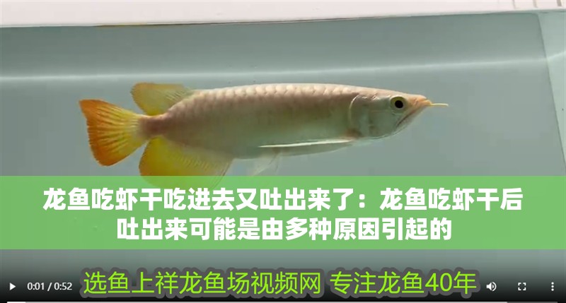 龍魚吃蝦干吃進去又吐出來了：龍魚吃蝦干后吐出來可能是由多種原因引起的