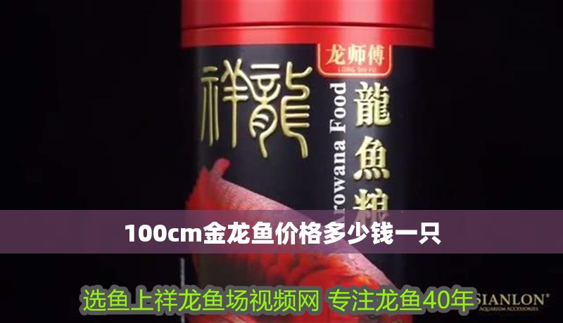 100cm金龍魚價格多少錢一只