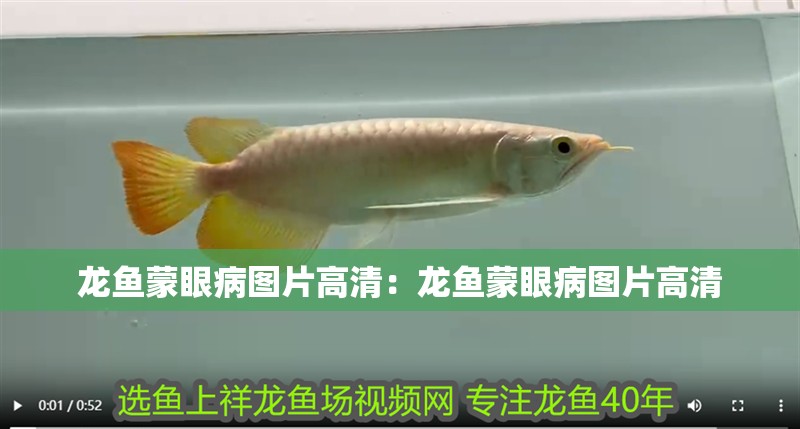 龍魚(yú)蒙眼病圖片高清：龍魚(yú)蒙眼病圖片高清