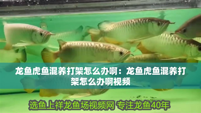 龍魚虎魚混養打架怎么辦啊：龍魚虎魚混養打架怎么辦啊視頻