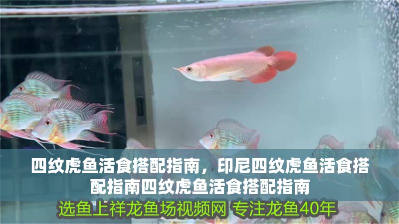 四紋虎魚活食搭配指南，印尼四紋虎魚活食搭配指南四紋虎魚活食搭配指南 四紋虎魚活食搭配指南，印尼四紋虎魚活食搭配指南四紋虎魚活食搭配指南 虎魚百科 第1張