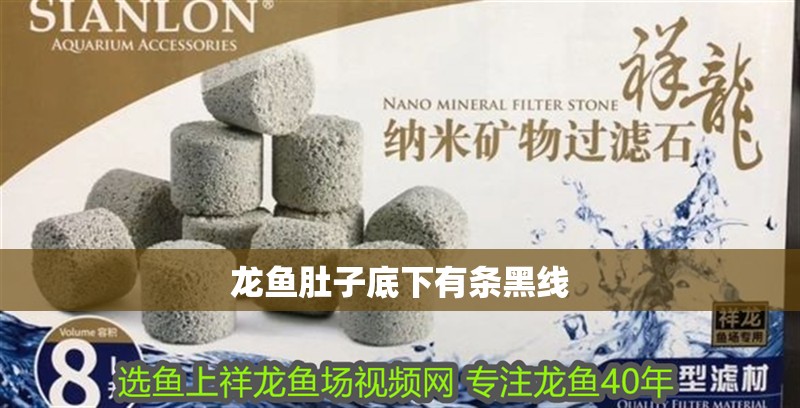 龍魚肚子底下有條黑線