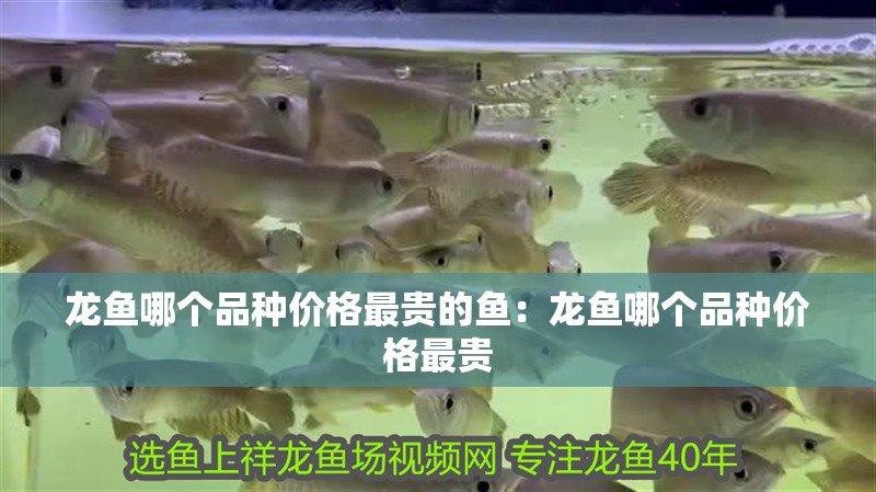 龍魚哪個品種價(jià)格最貴的魚：龍魚哪個品種價(jià)格最貴