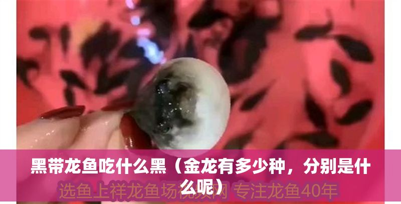 黑帶龍魚吃什么黑（金龍有多少種，分別是什么呢）