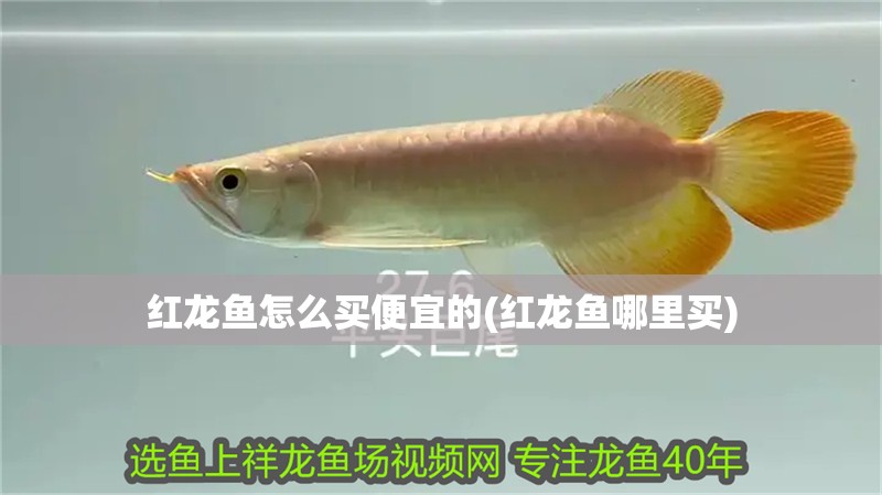 紅龍魚(yú)怎么買(mǎi)便宜的(紅龍魚(yú)哪里買(mǎi))