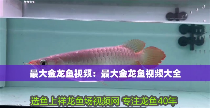 最大金龍魚視頻：最大金龍魚視頻大全