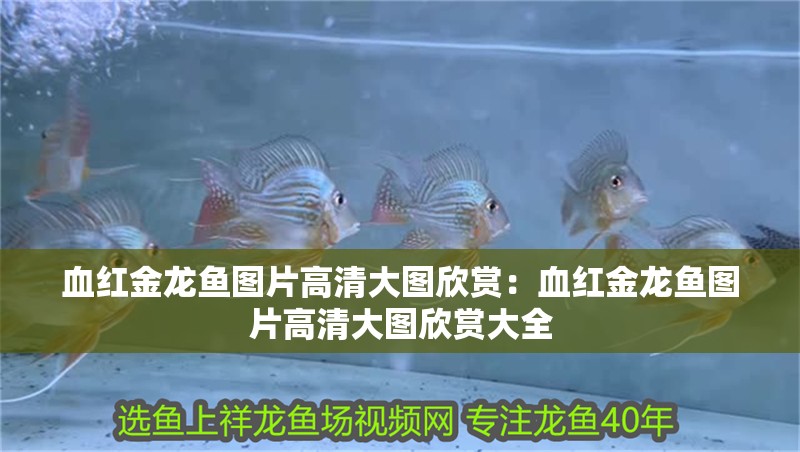 血紅金龍魚圖片高清大圖欣賞：血紅金龍魚圖片高清大圖欣賞大全