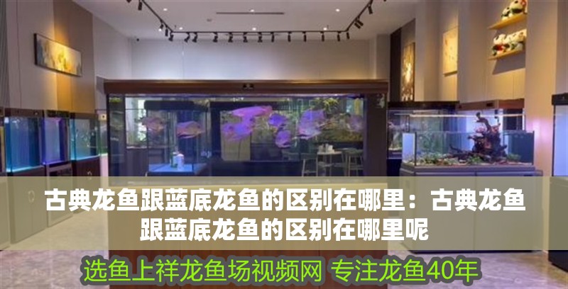 古典龍魚跟藍底龍魚的區別在哪里：古典龍魚跟藍底龍魚的區別在哪里呢