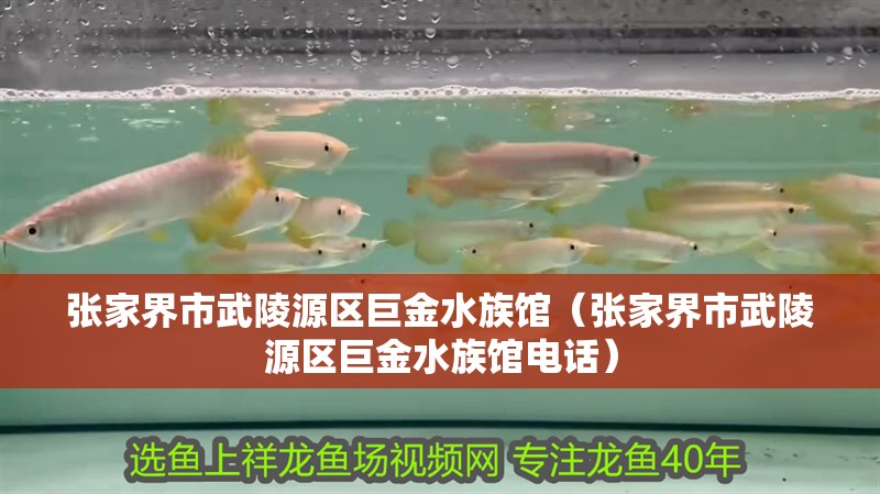 張家界市武陵源區巨金水族館（張家界市武陵源區巨金水族館電話）