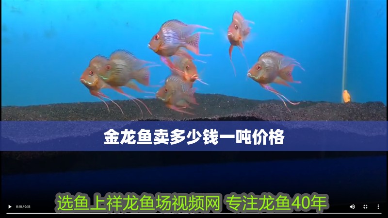 金龍魚賣多少錢一噸價格